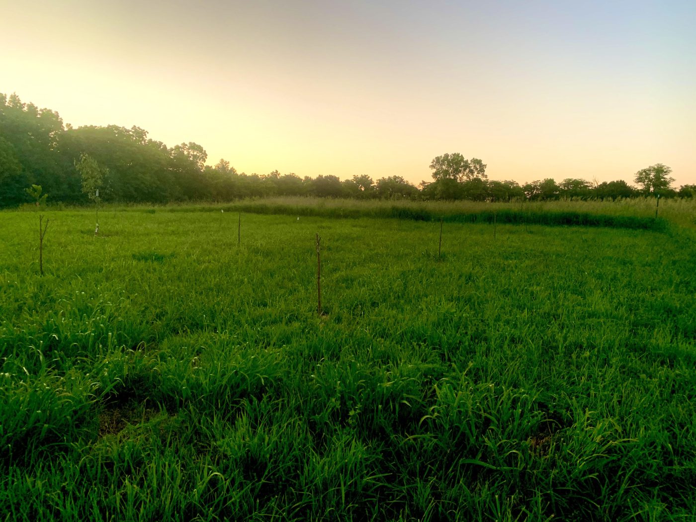 Evening light over the young wheat.